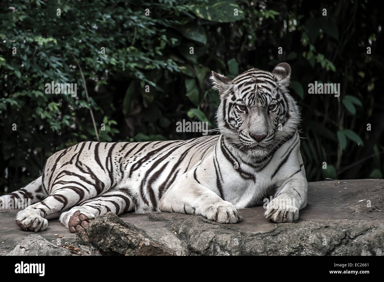 Tigre blanc Banque D'Images
