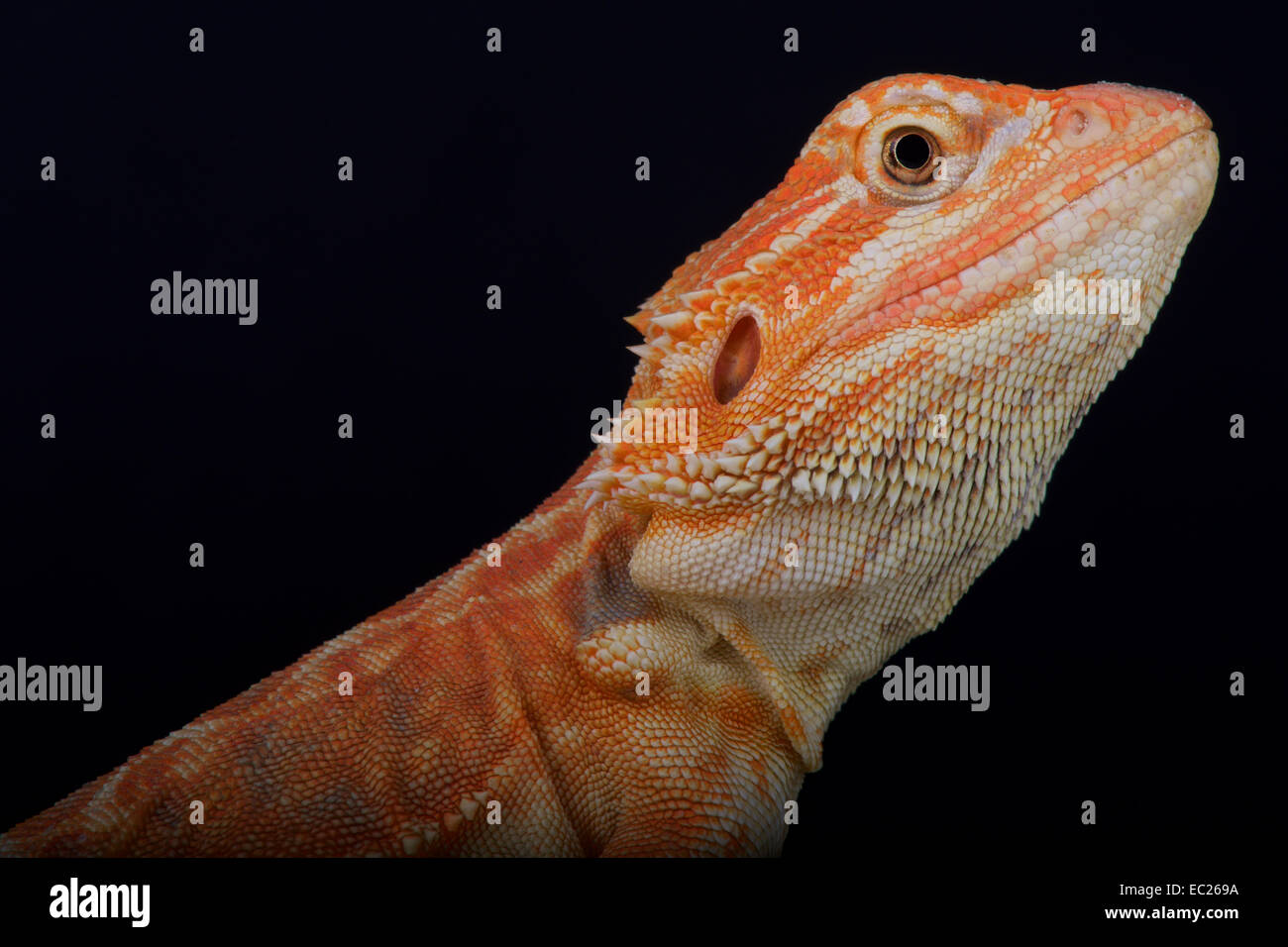 Dragon barbu / Pogona vitticeps Banque D'Images