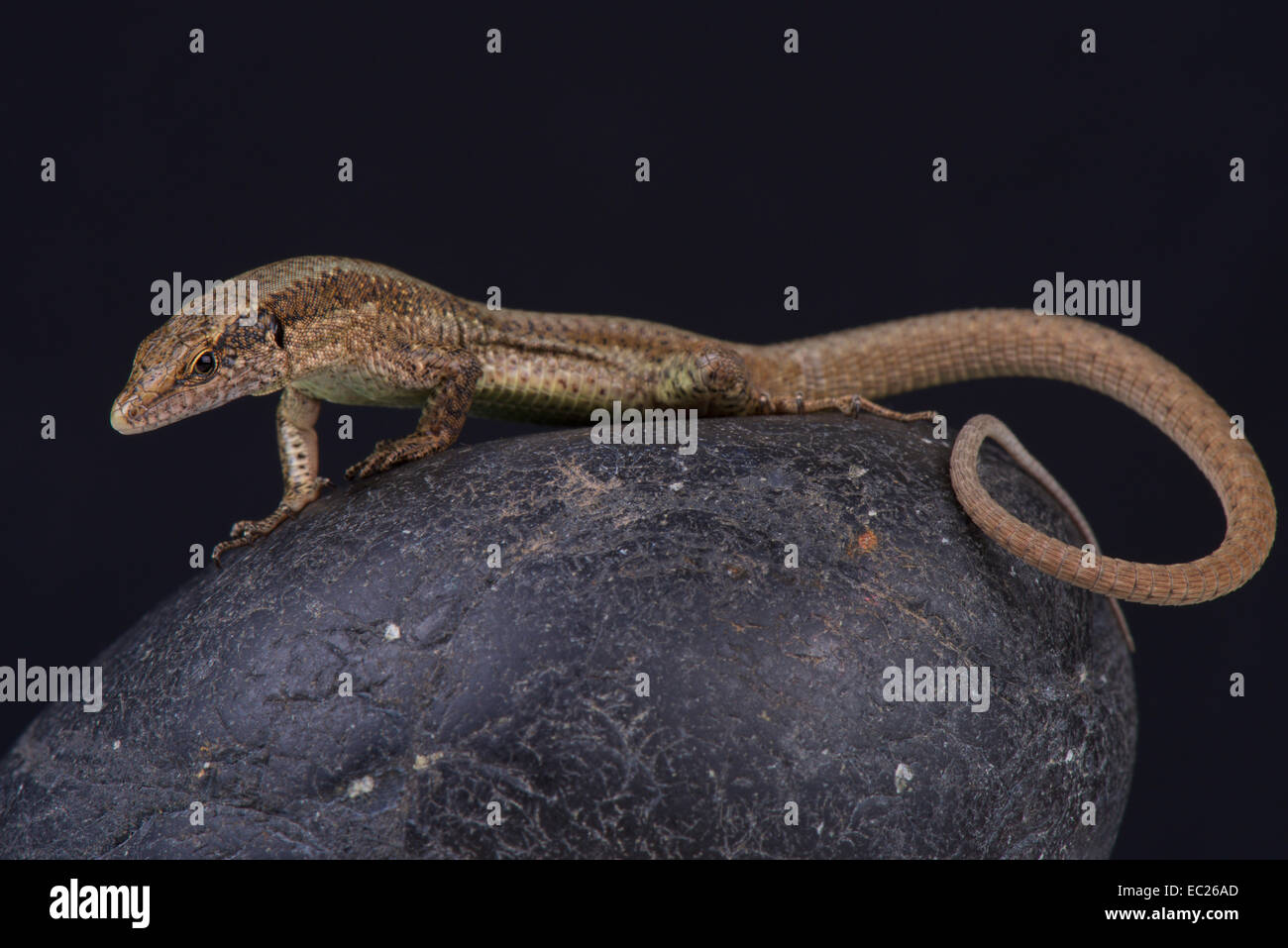 Lézard des murailles de Madère / Teira dugesii Banque D'Images