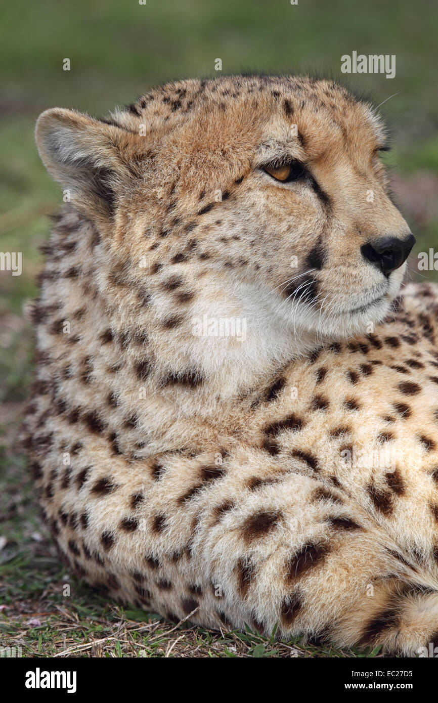 Close up d'un Guépard (Acinonyx jubatus) en Afrique du Sud. Banque D'Images