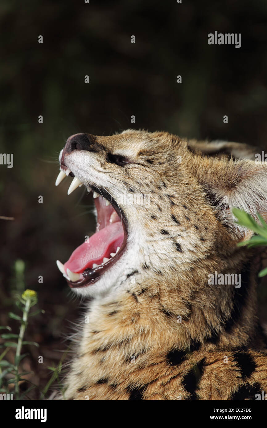 Serval (Leptailurus serval) allongé sur le sol et de bâiller en Afrique du Sud. Banque D'Images