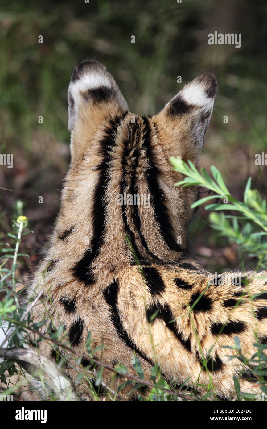 Retour d'un Serval (Leptailurus serval) allongé sur le sol en Afrique du Sud. Banque D'Images