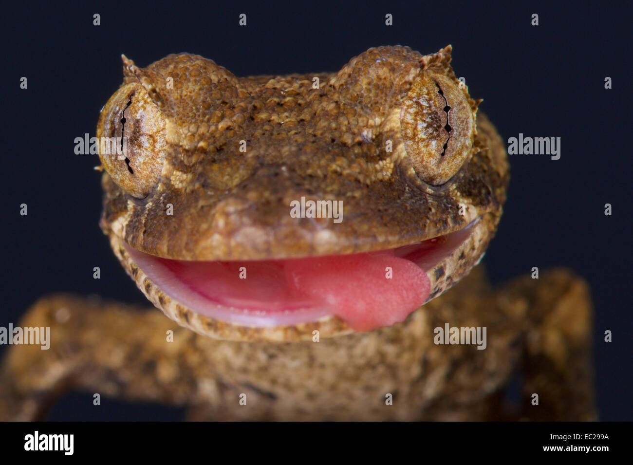 Le gecko à queue de feuille Guenther / Uroplatus guentheri Banque D'Images