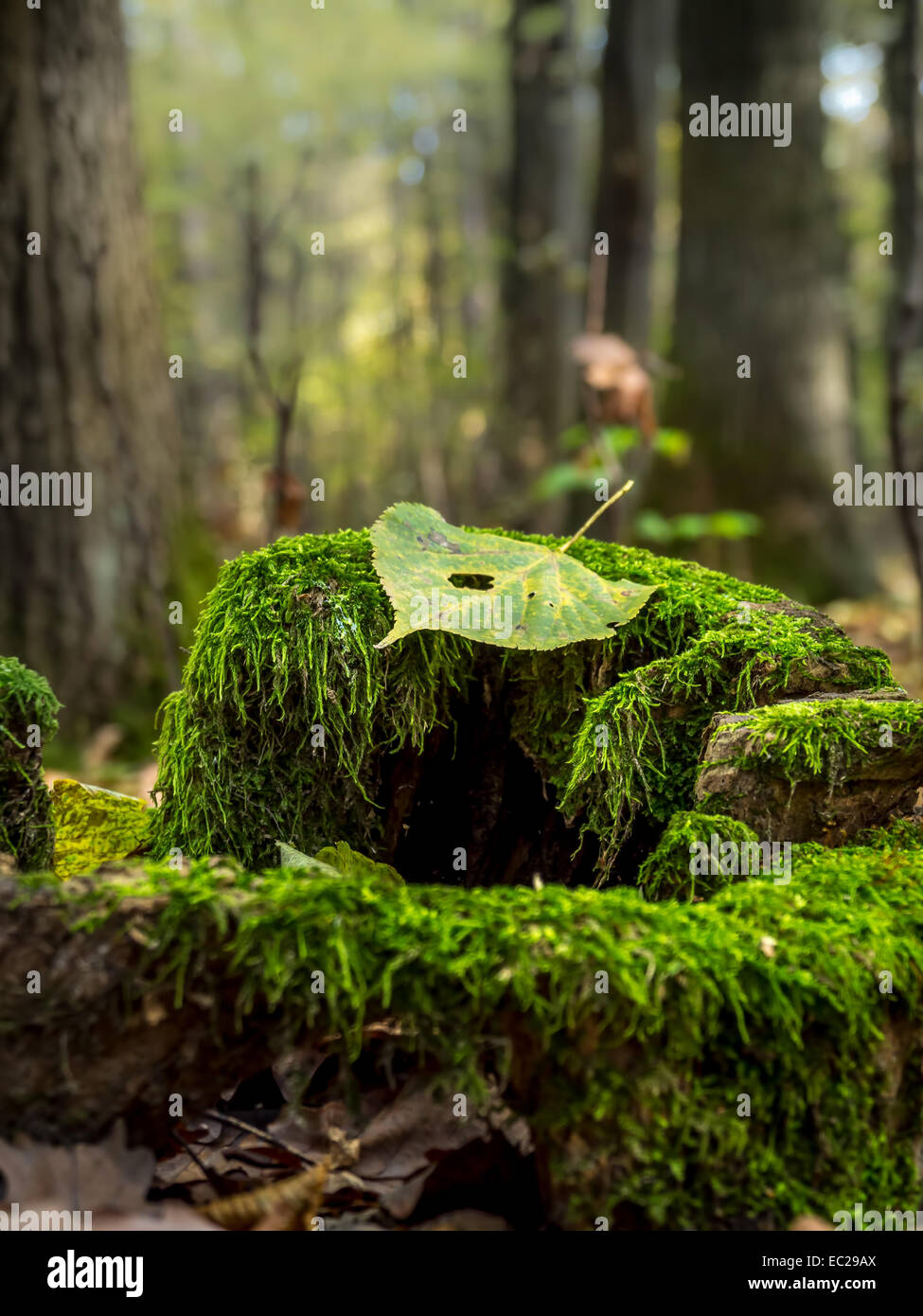 Feuille morte allongé sur la mousse, souche d'arbre dans la forêt Banque D'Images