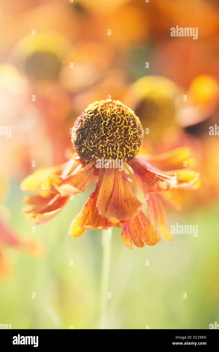 La nature d'été paisible scène, Close up de fleurs de soleil Banque D'Images