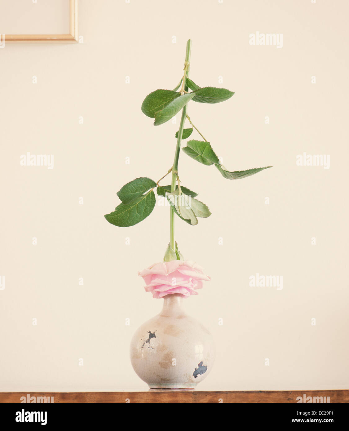 Still Life with rose sur vase en céramique Banque D'Images