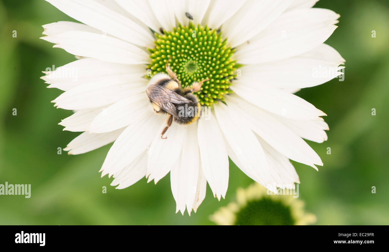 Abeille pollinisant un plan macro de fleur blanche Banque D'Images