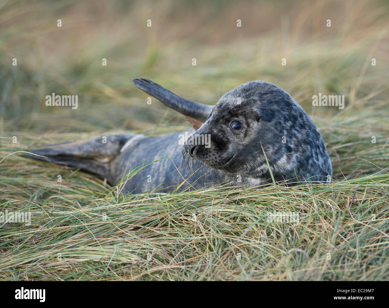 Un phoque gris (Halichoerus grypus) Banque D'Images