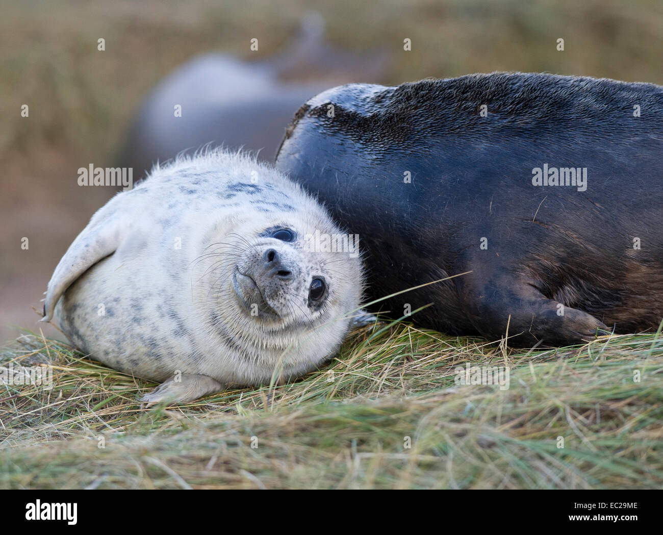 Les phoques gris (Halichoerus grypus) - mère et son petit Banque D'Images