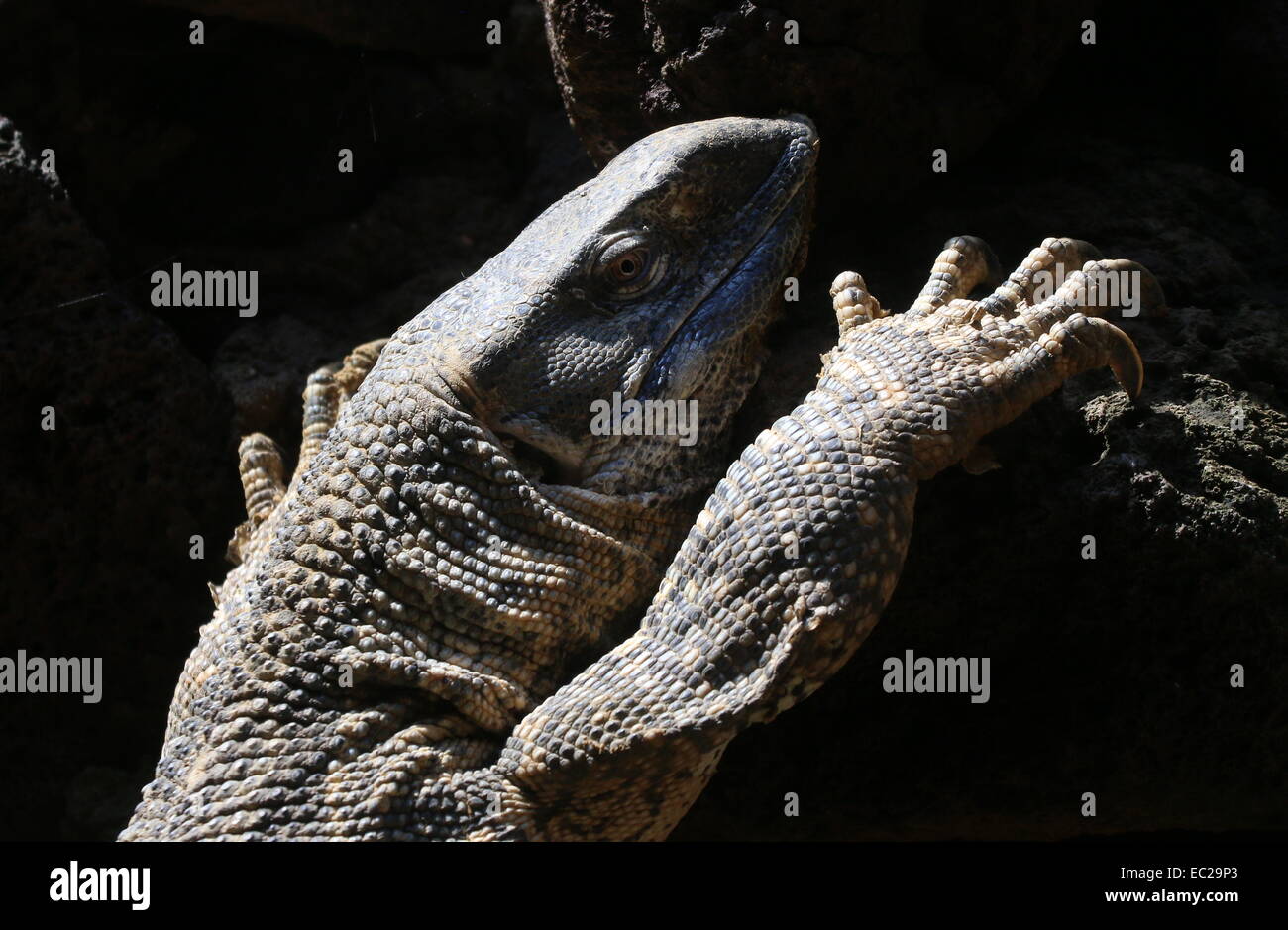 Rock africaine alias moniteur Moniteur à gorge blanche ( Varanus albigularis) Banque D'Images