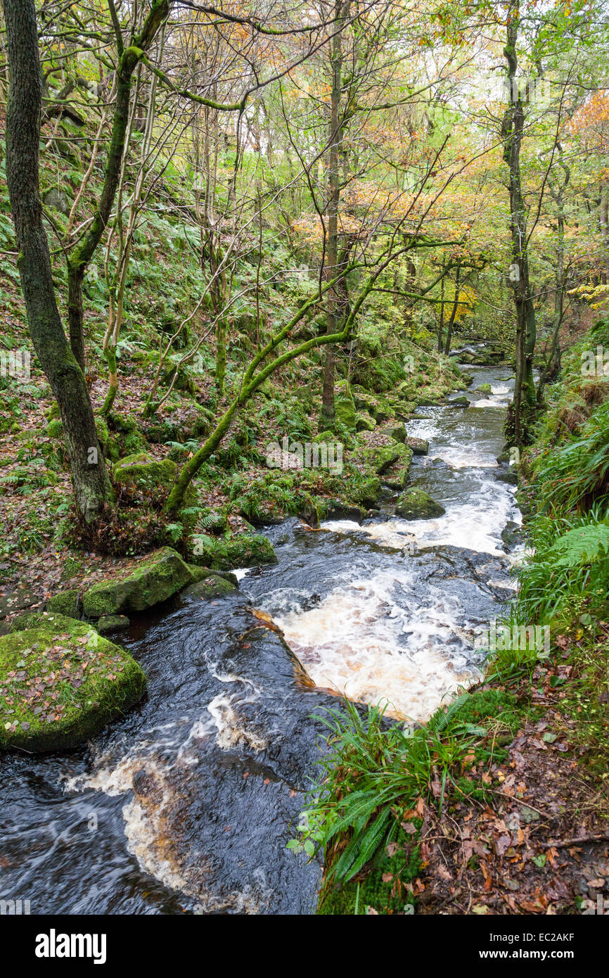 Burbage Brook, un ruisseau qui coule à travers la forêt dans l'automne à Padley Gorge, dans le Derbyshire, parc national de Peak District, England, UK Banque D'Images