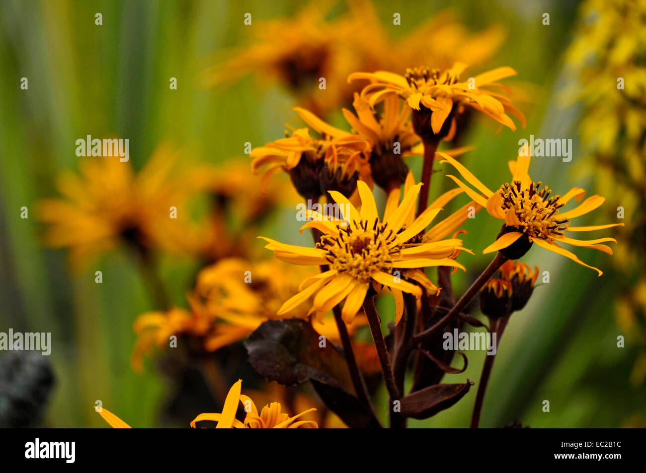 Close up de la floraison Ligulaire 'Britt-Marie Crawford' dans un jardin marécageux Banque D'Images