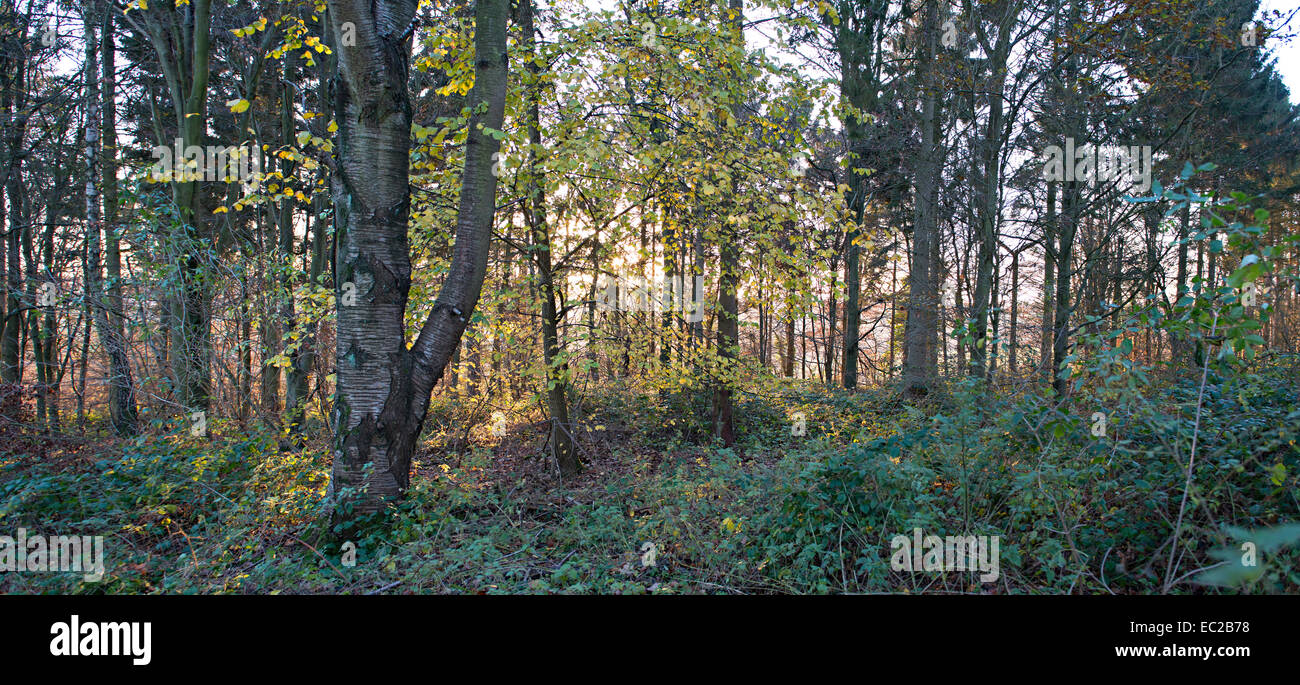 Bois des manteaux de bois ancien terrain. Site proposé de tunnel et de coupe HS2 Londres à Birmingham Railway Banque D'Images