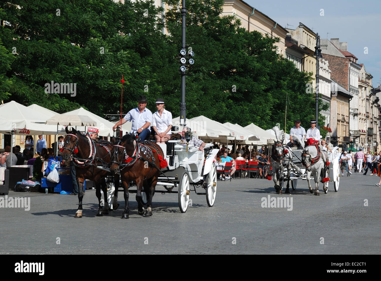 Transport de chevaux sur le marché principal de Cracovie en Pologne. Banque D'Images
