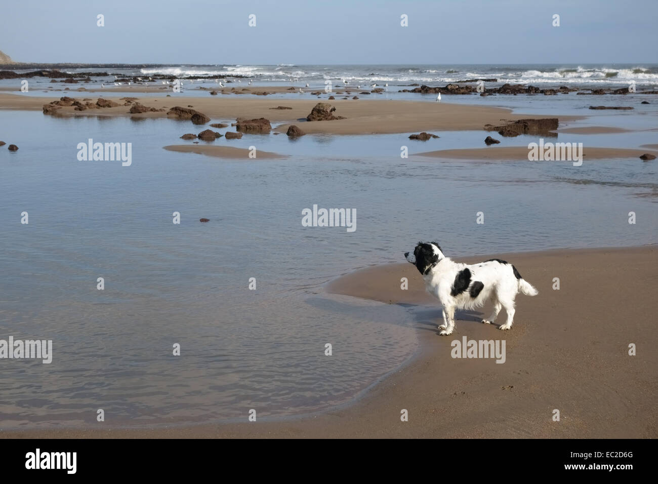 Un travail en noir et blanc cocker anglais au bord de l'eau regarder les oiseaux sur un Yorkshire du nord plage à marée basse. Banque D'Images