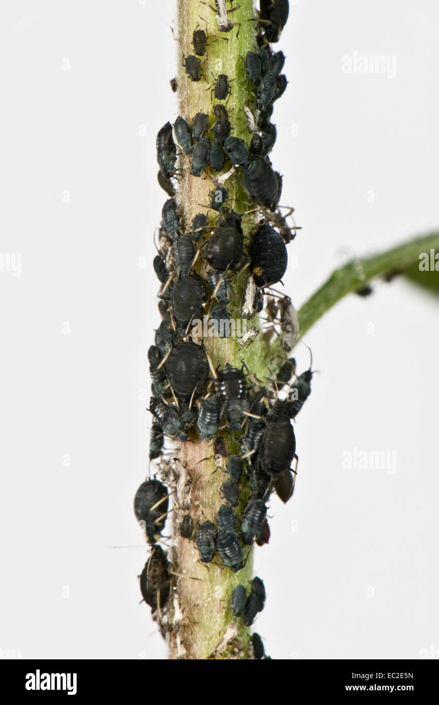 Puceron noir de la fève, Aphis fabae, infestation sur les tiges d'un 'Spirée Arguta' ou bridlewreath arbuste de jardin Banque D'Images