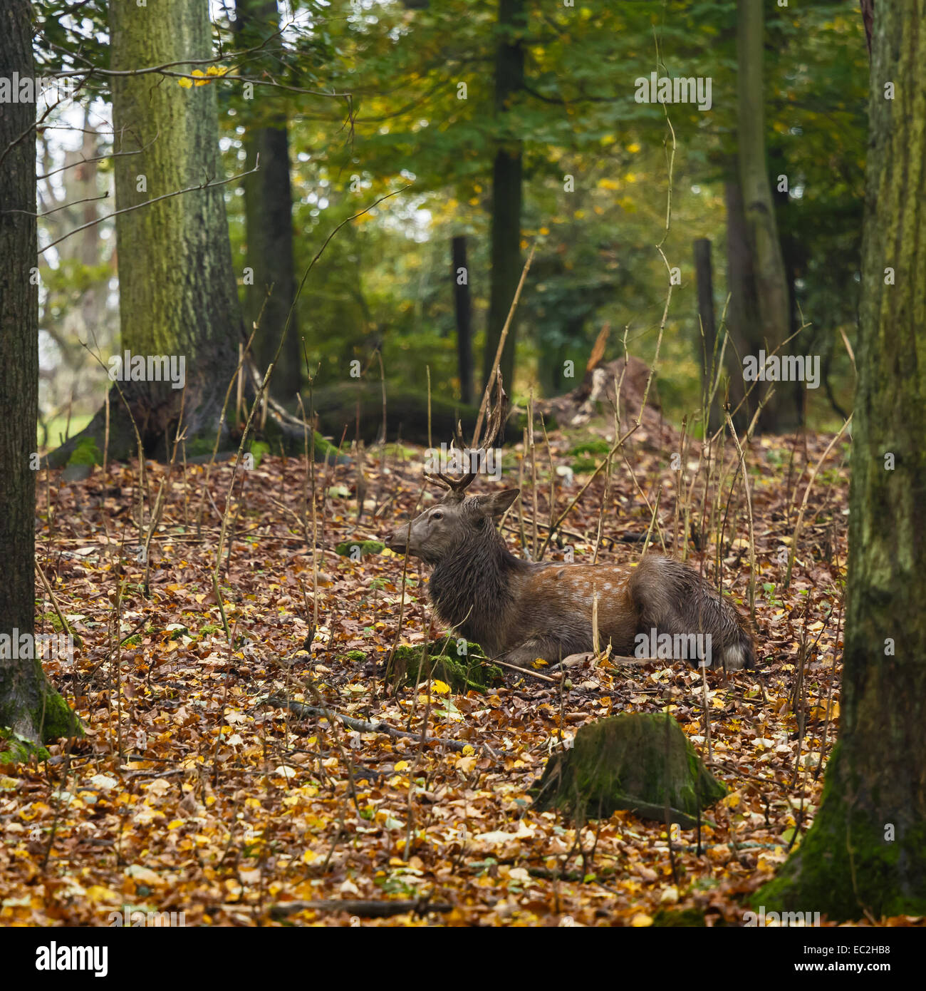 Cerfs dans le bois de l'automne Banque D'Images