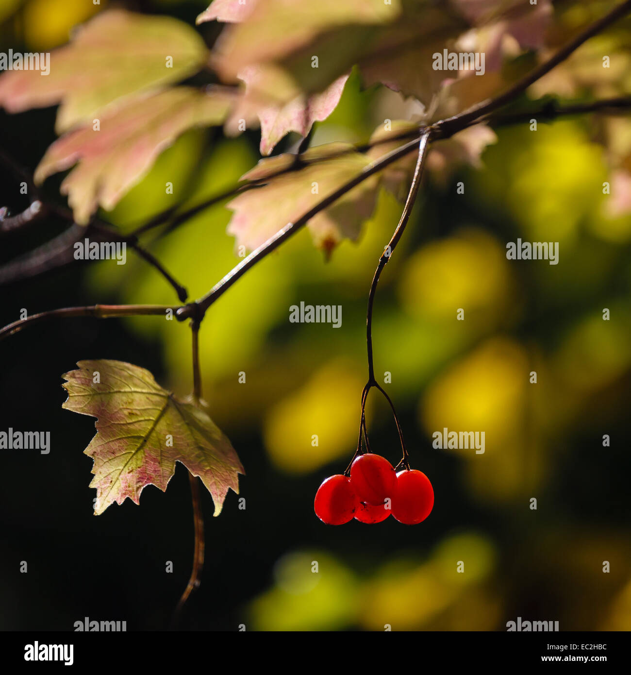 Close-up de fruits mûrs d'une guelder-rose Banque D'Images
