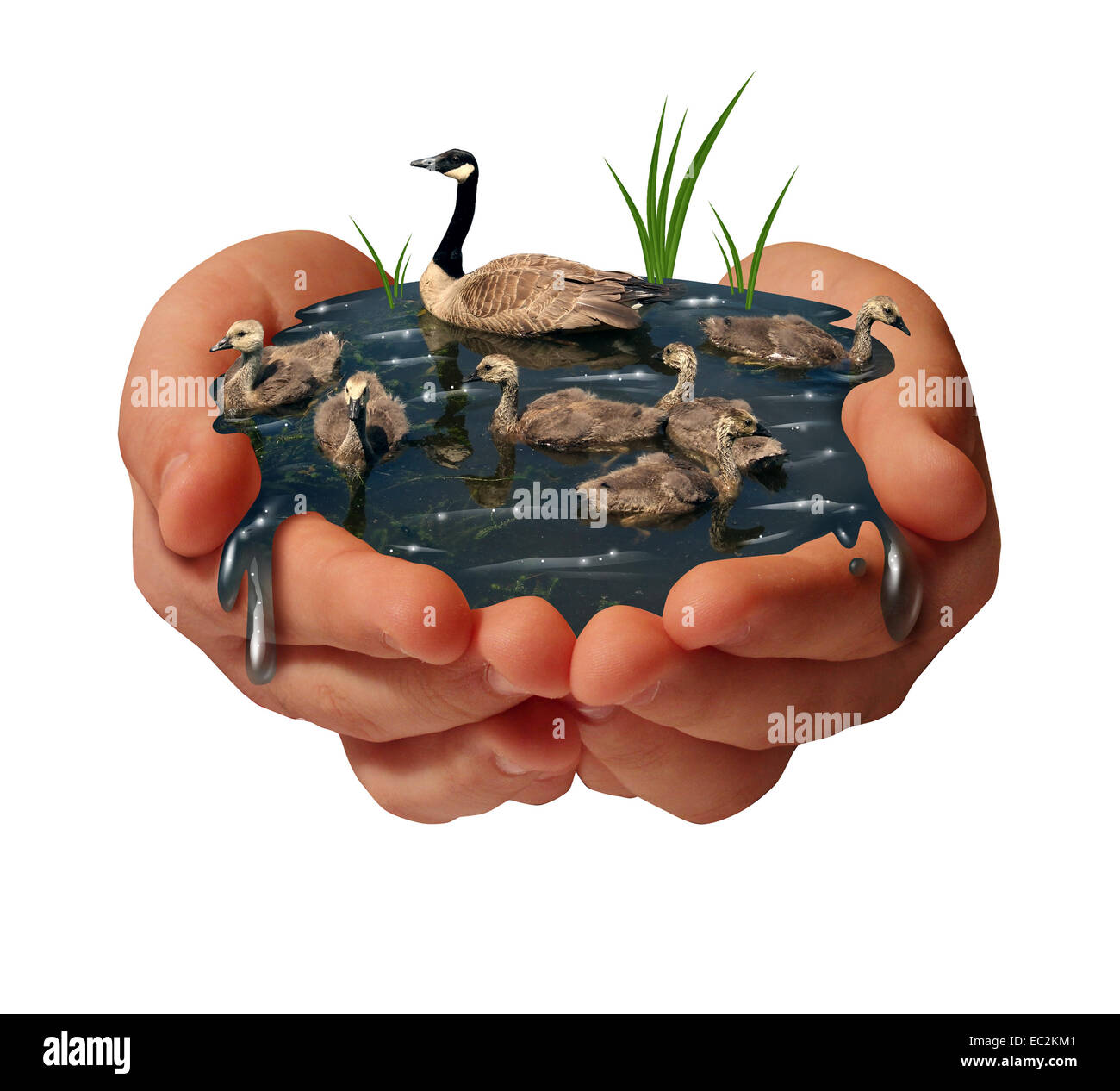La protection de l'environnement et le concept de la conservation de l'environnement comme une paire de mains tenant une famille d'oies sur l'eau comme un symbole écologique de la fragilité de la faune en raison de la diminution de l'habitat. Banque D'Images