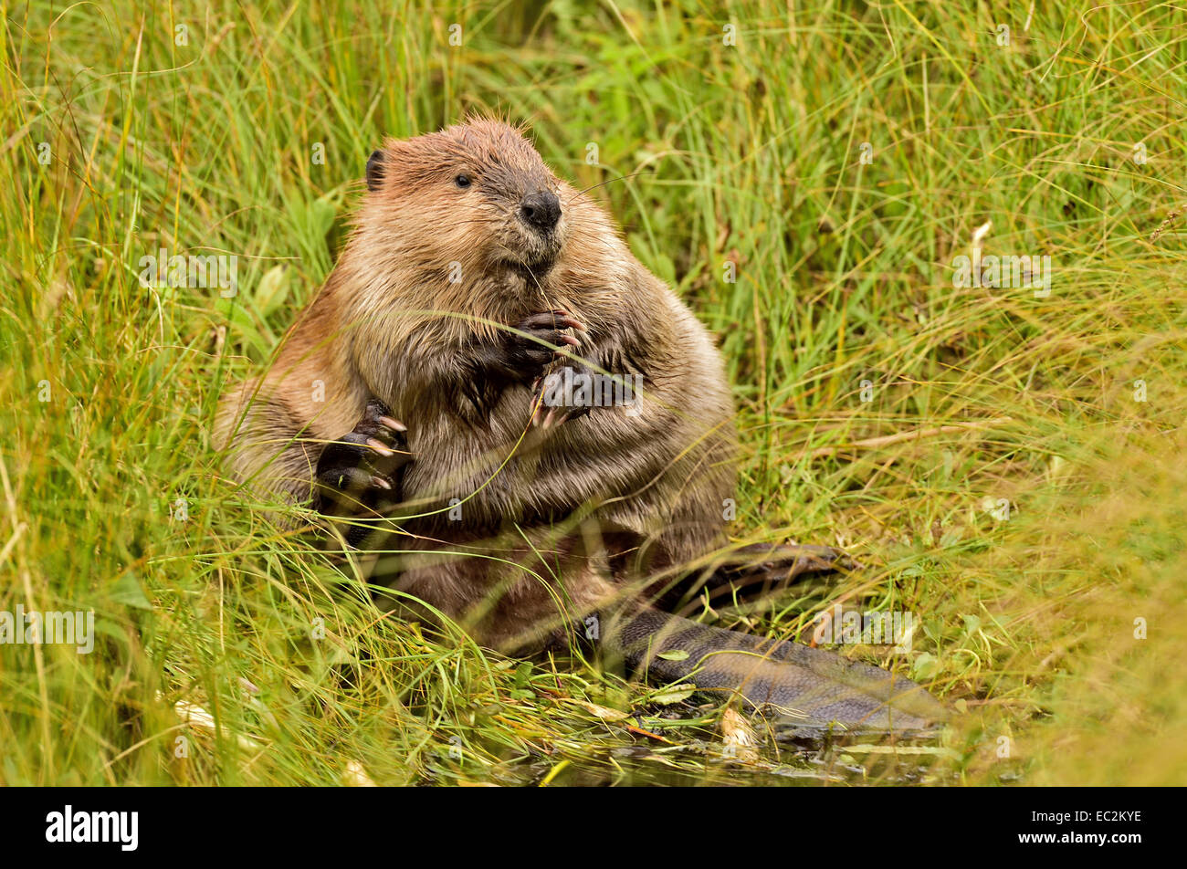Un castor adultes assis à l'extrémité arrière de la taille de l'herbe des marais sa fourrure à sec Banque D'Images