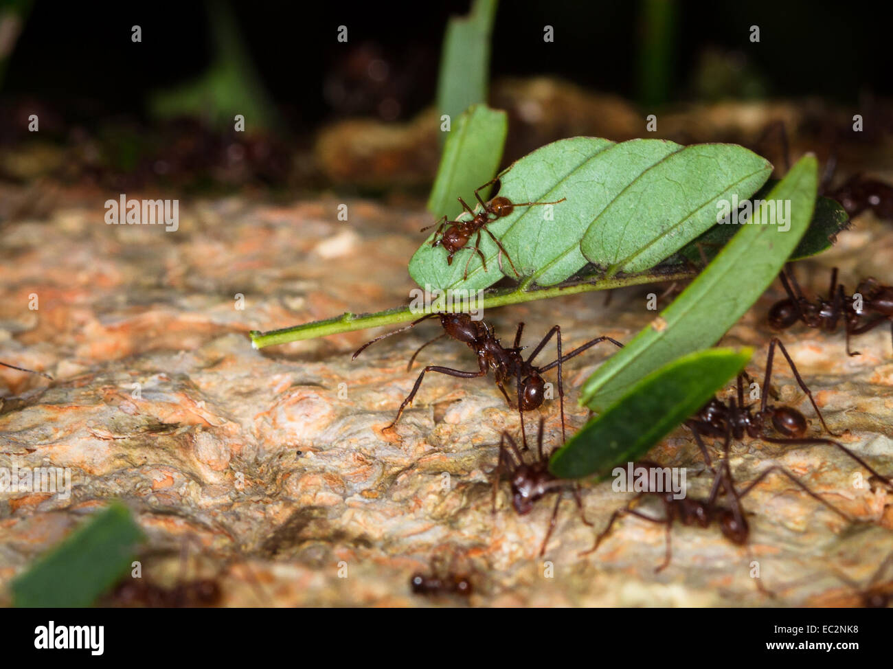 Les fourmis coupeuses de feuilles au travail, Tolède, Belize Banque D'Images