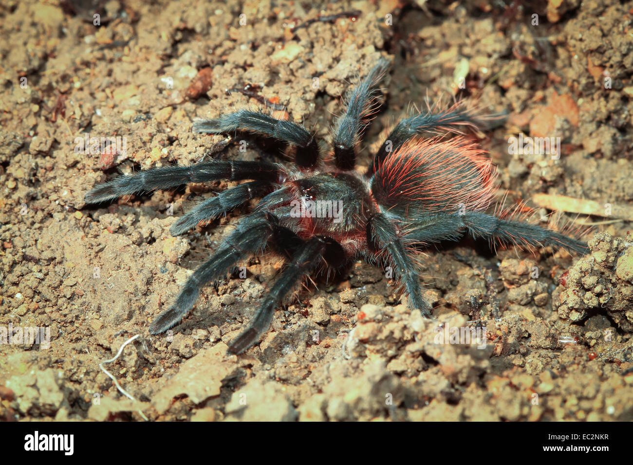 À croupion rouge mexicaine Tarantula, Tolède, Belize Banque D'Images