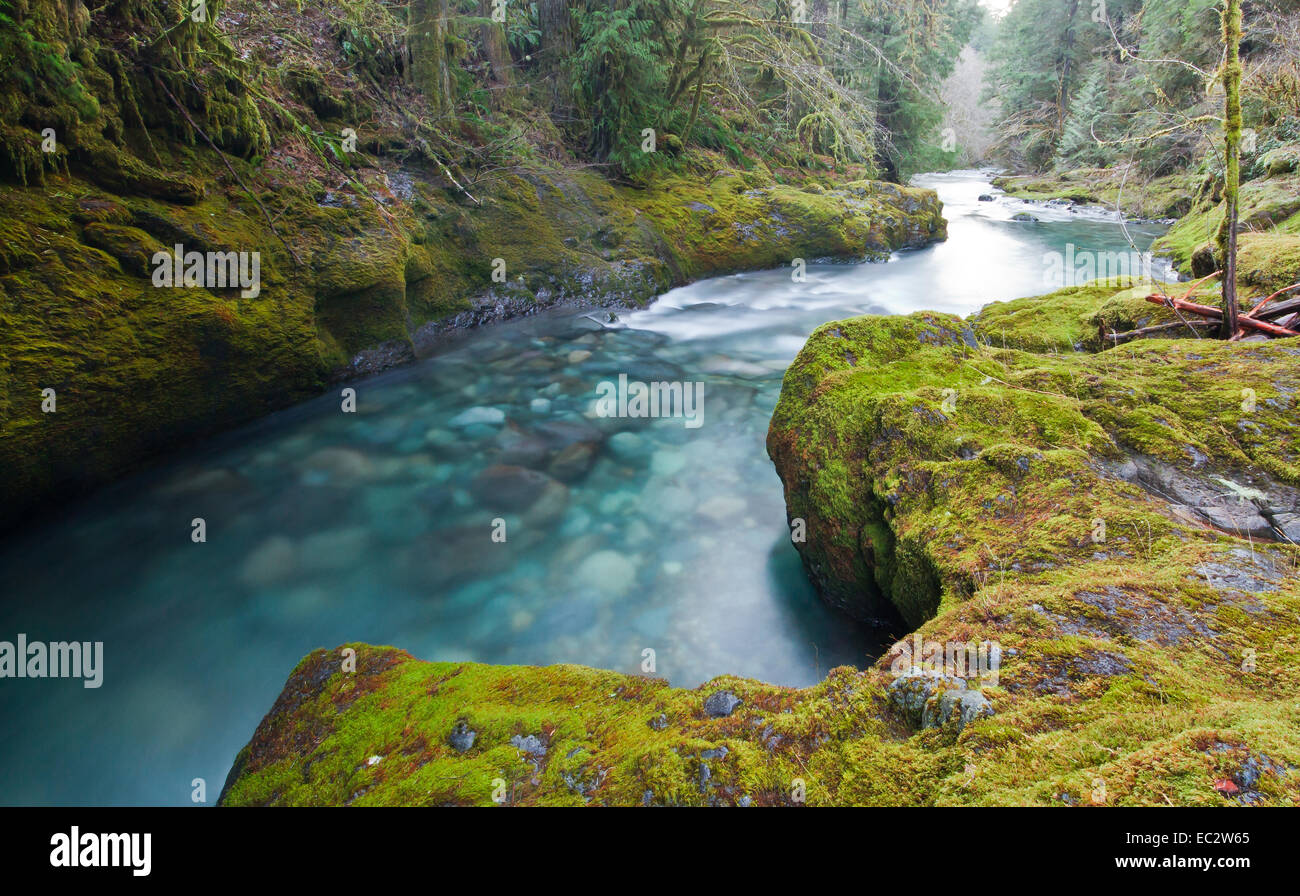 Brice Creek dans l'Oregon est des Cascades, USA Banque D'Images