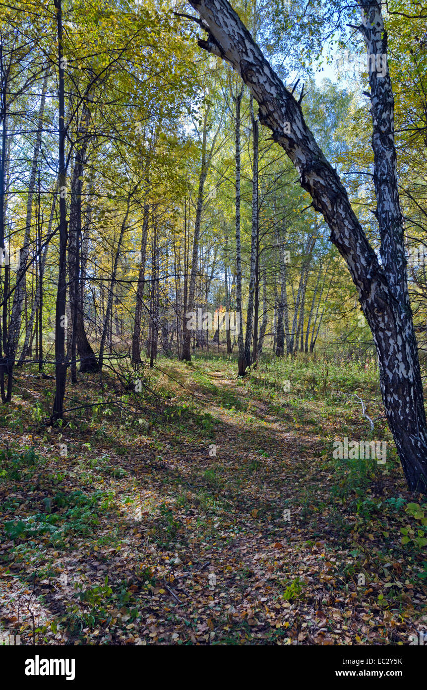 Chemin en automne forêt de bouleaux en image Banque D'Images