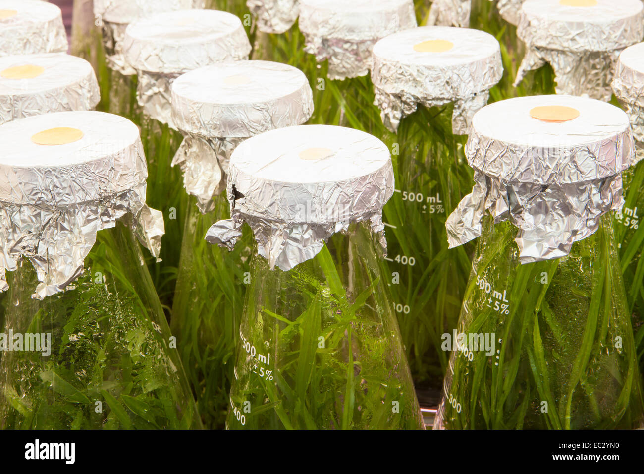 Les plantules d'orchidées cymbidiums poussent en flacons, installation des semis d'orchidées, Gallup et orchidées Stribling, Carpinteria, en Californie, de l'unité Banque D'Images