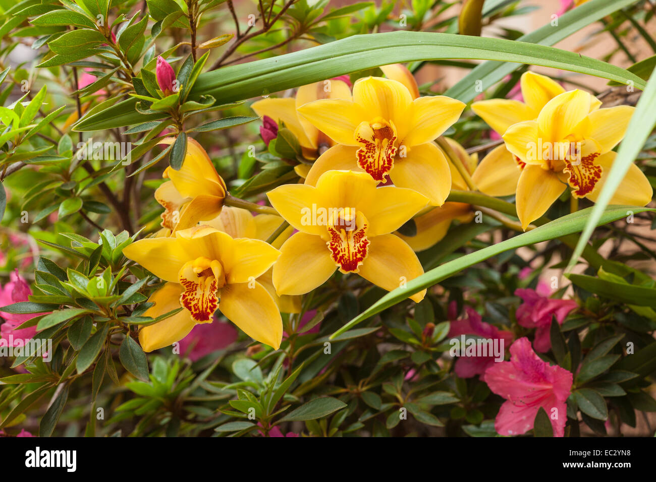 Orchidée cymbidium et azalées en fleurs sur un patio, Santa Barbara, Californie Banque D'Images