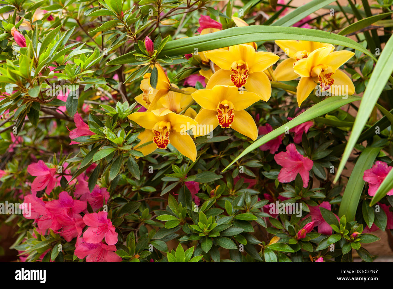 Orchidée cymbidium et azalées en fleurs sur un patio, Santa Barbara, Californie Banque D'Images