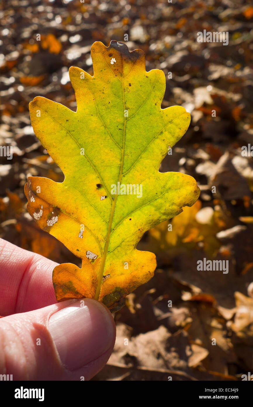 Feuille De Chêne Automne