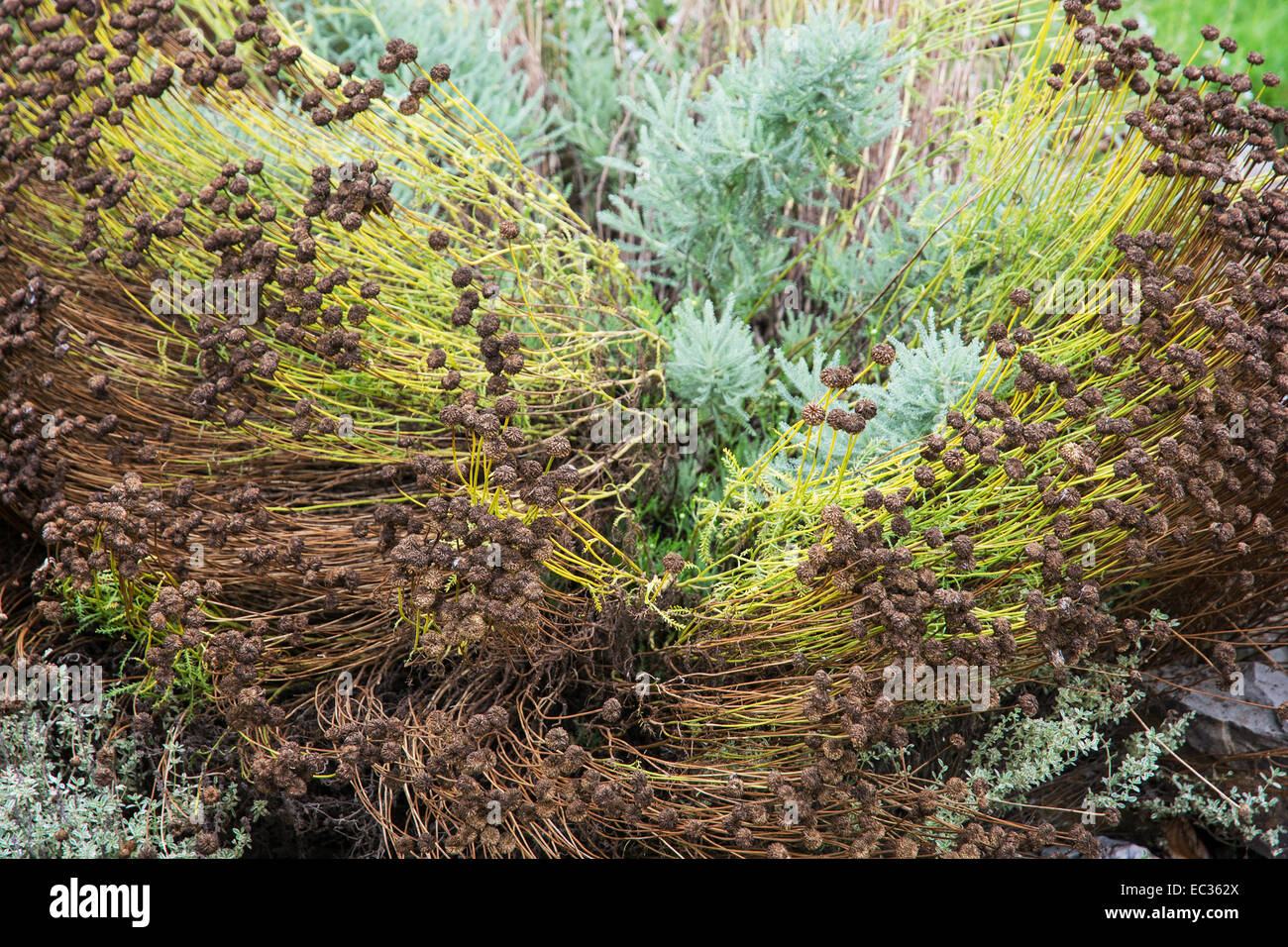 Santoline est un genre de plantes de la famille des Asteraceae, originaire de la Méditerranée. Banque D'Images