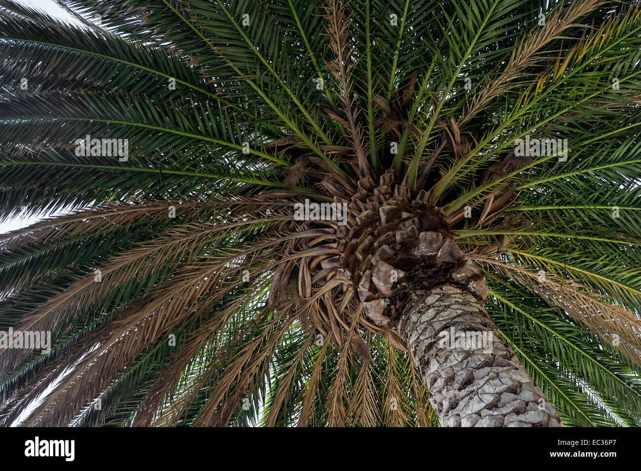 Île des Canaries (Phoenix canariensis), les palmes et le tronc, Madeira, Portugal Banque D'Images