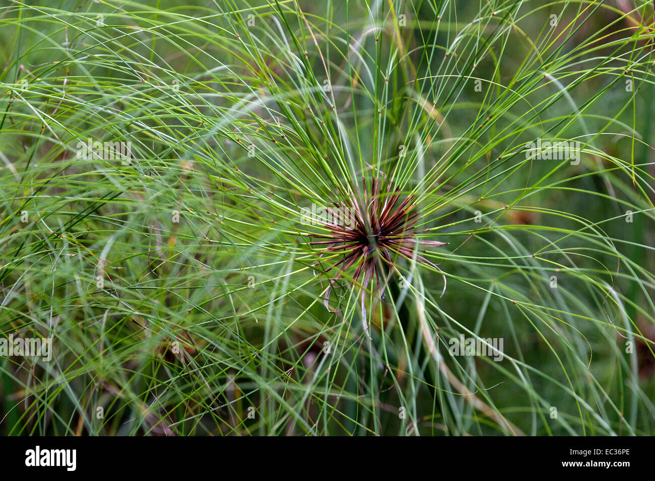 Le Papyrus : Culture Et Entretien – Le Blog Maison