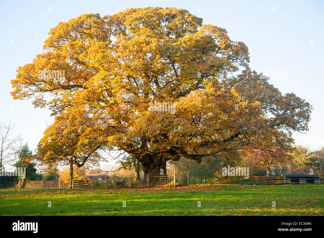 Brun Orange sweet chestnut tree, Castanea la salive, les feuilles d'automne Woodborough, Wiltshire, England, UK Banque D'Images