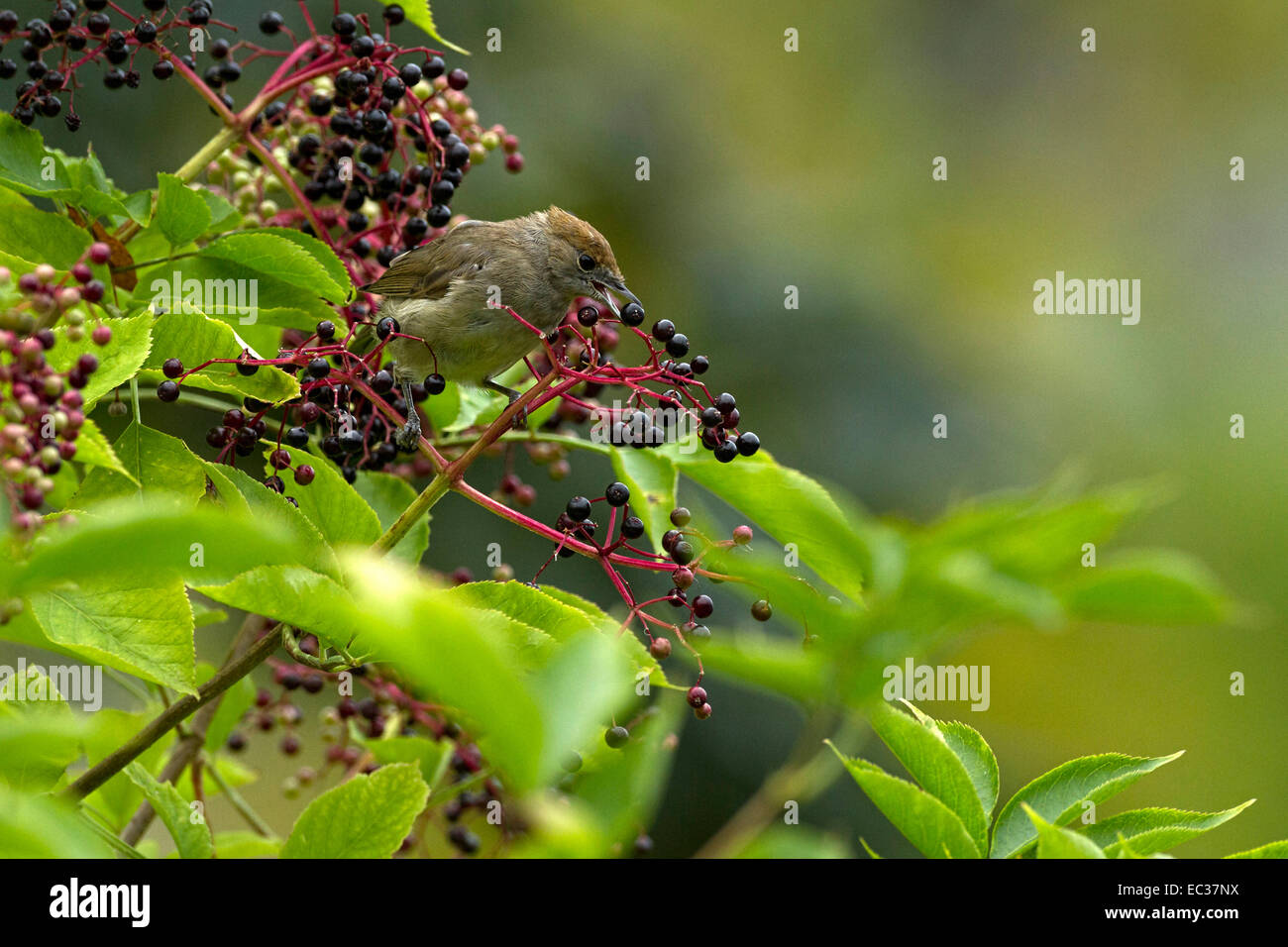 Sylvia atricapilla Blackcap (femelle) perché sur la branche d'un Elder-Berry la cueillette de petits fruits Banque D'Images