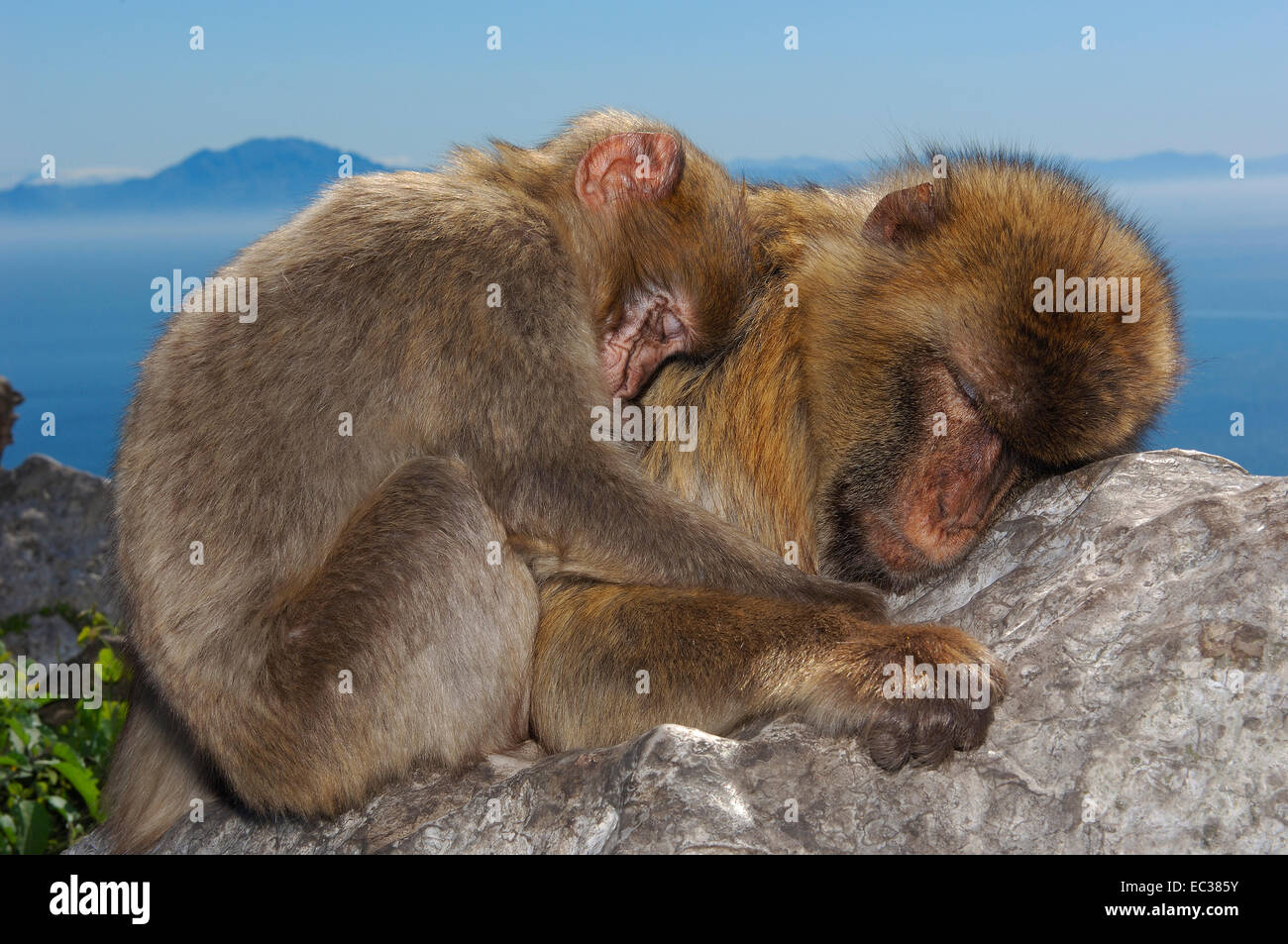 Deux Macaques de Barbarie (Macaca sylvanus), dormir, blotti, Gibraltar, territoire britannique d'outre-mer, Péninsule ibérique, Europe Banque D'Images