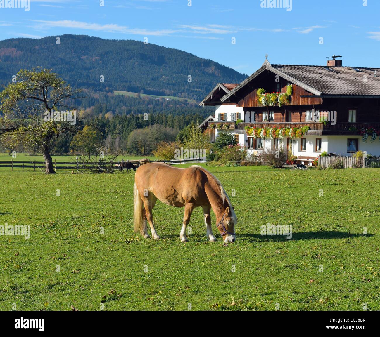 Sur les pâturages de Haflinger en face de farm house dans le style bavarois avec balcon, plateau en bois avec décoration florale dans Banque D'Images