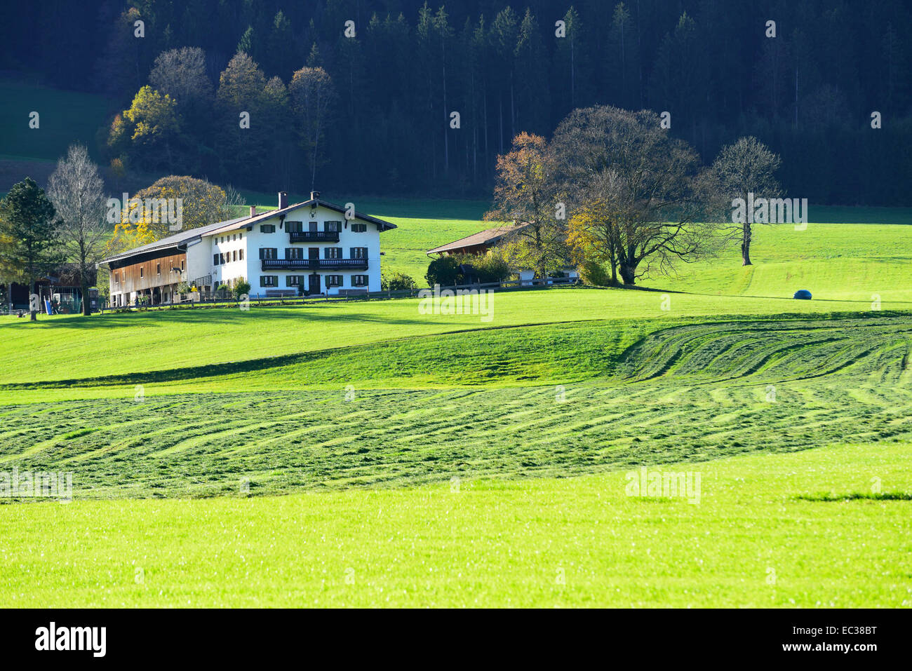 Pelouse, ramassage, coupe de l'automne, ferme à l'arrière, Leitzachtal, Bavière, Allemagne Banque D'Images