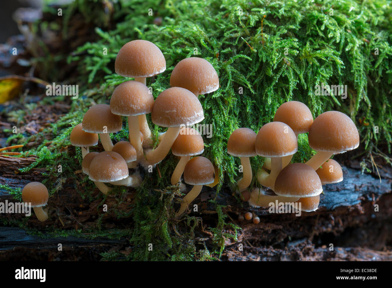 Psathyrella piluliformis (Psathyrella piluliformis), des organes de fructification qui poussent sur le bois mort couvert de mousse Banque D'Images