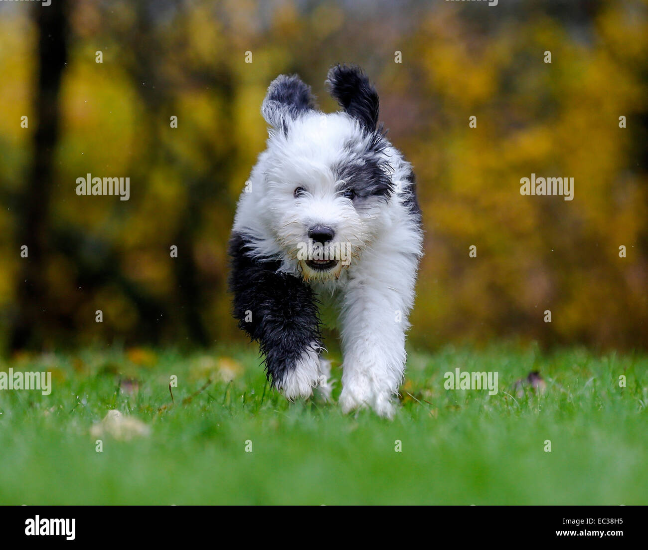 Chiot, 12 semaines, Old English Sheepdog Banque D'Images