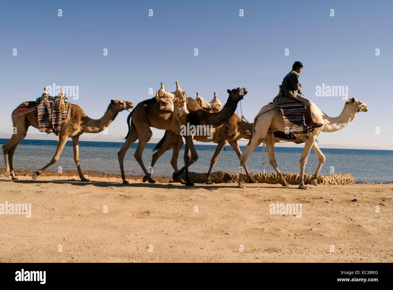 Caravane De Chameaux Dahab Sinai Egypte Photo Stock Alamy Caravane De Chameaux Dahab Sinai Egypte Photo Stock Alamy