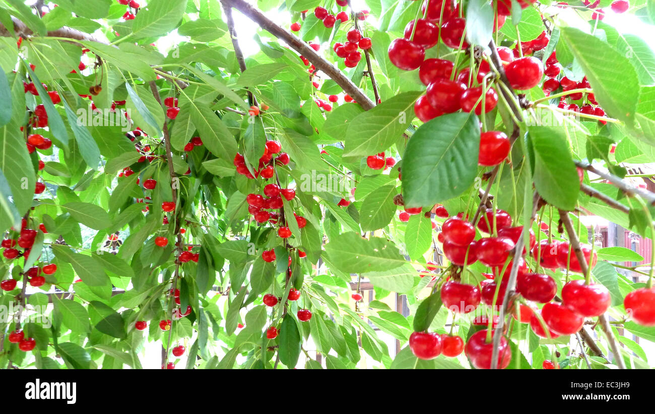 Les cerises mûres sur une branche. Banque D'Images