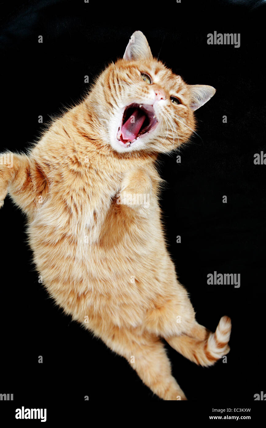 Chat roux saute Banque de photographies et d’images à haute résolution Alamy
