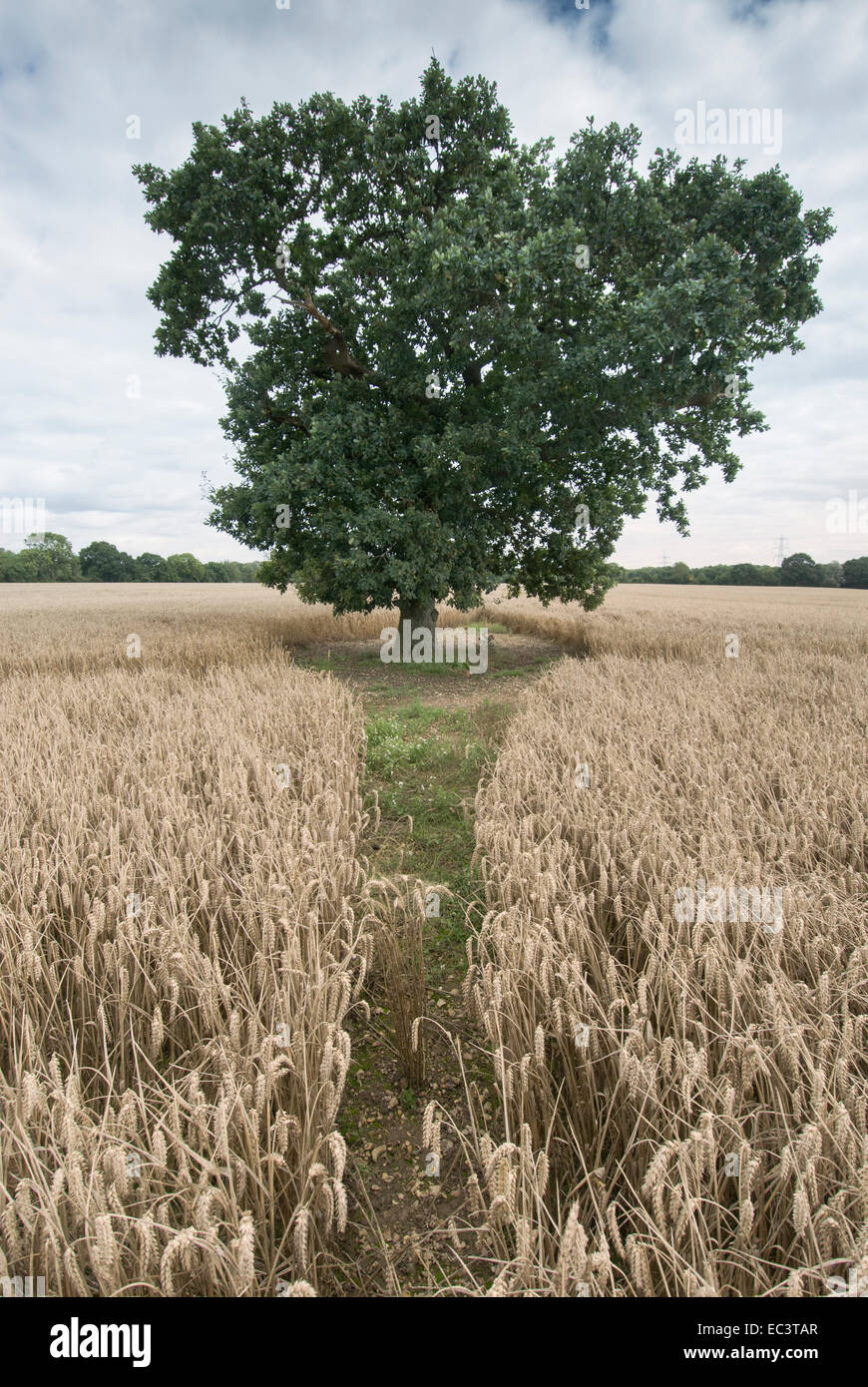 Petit arbre en champ de blé Banque D'Images