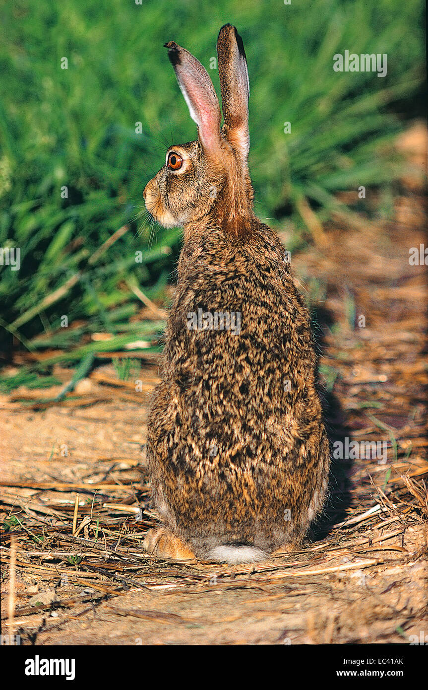 Le mimétisme - Le lièvre (Lepus capensis europaeus) dans l'attitude d'alarme Banque D'Images