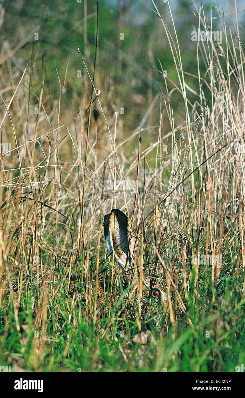Mimicvry - European hare (Lepus capensis europaeus) camouflé dans l'herbe, ne sont visibles que les yeux rouges et des oreilles de longue typique Banque D'Images