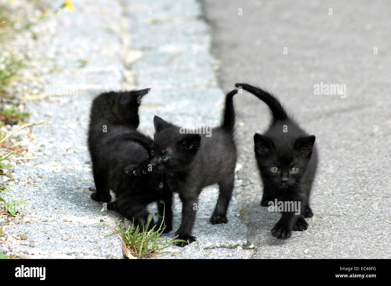 Chatons Noirs Photo Stock Alamy Chatons Noirs Photo Stock Alamy