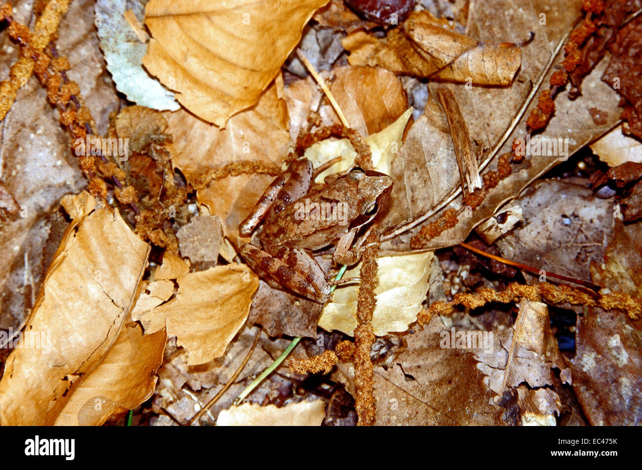 Le mimétisme - Italien grenouille agile (Rana latastei) camouflé parmi la litière de feuilles tombées dans le sous-bois Banque D'Images